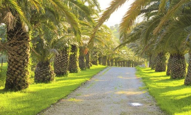 looking down Aguilon drive