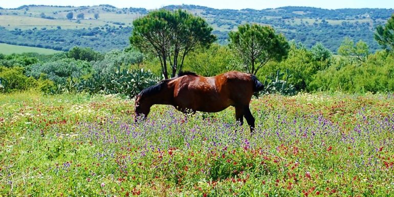 Caballo en el campo